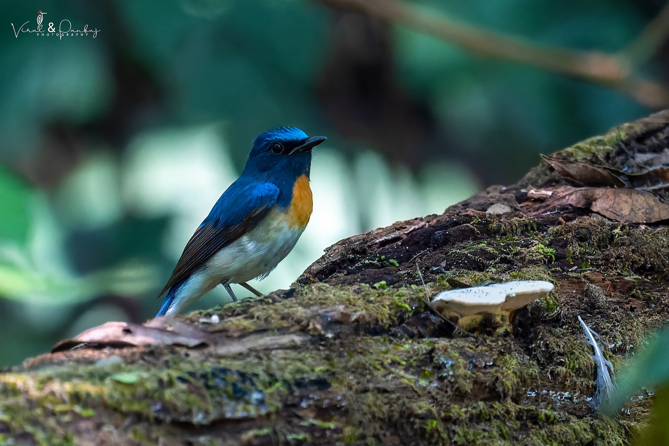 Blue-throated Blue Flycatcher